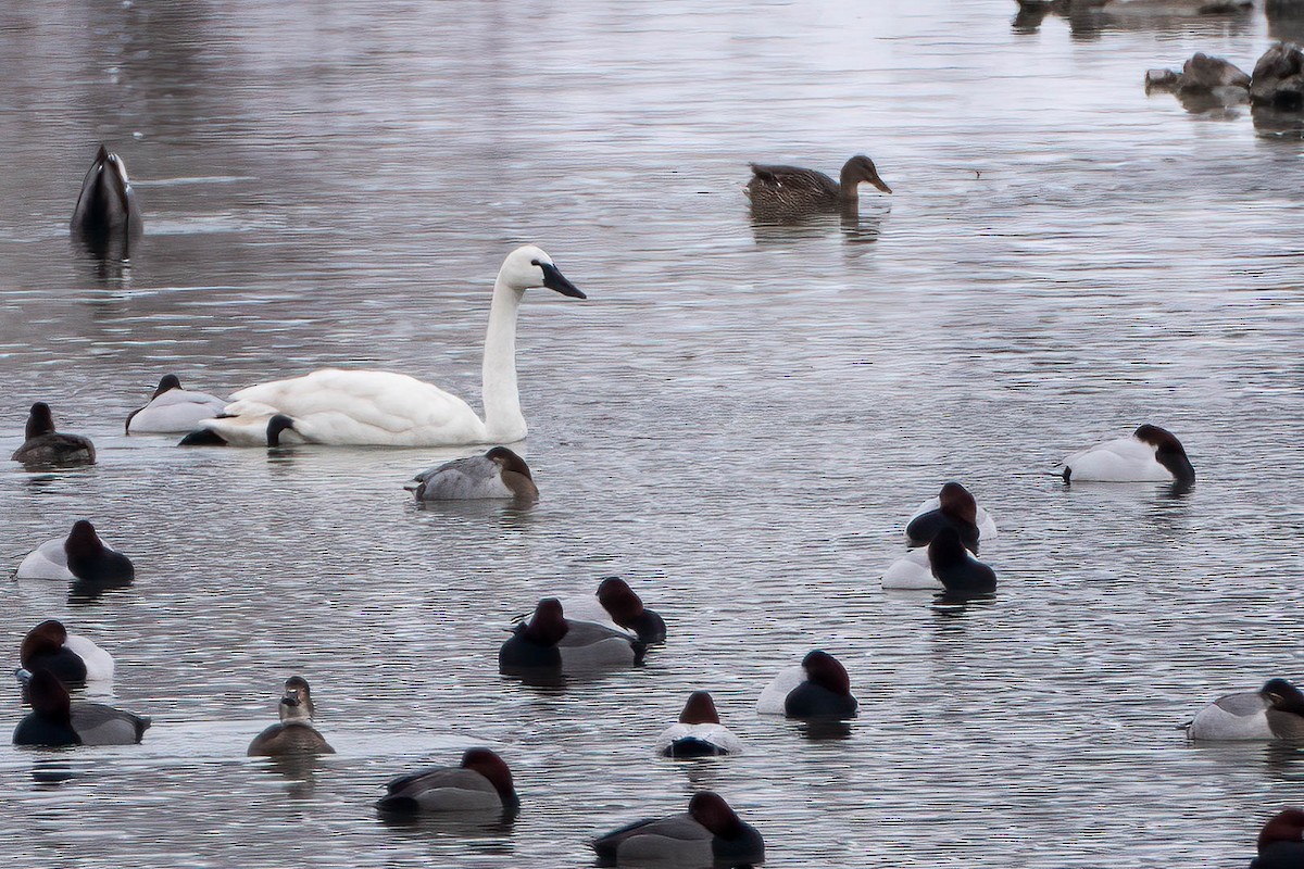 dvergsvane - ML650277963