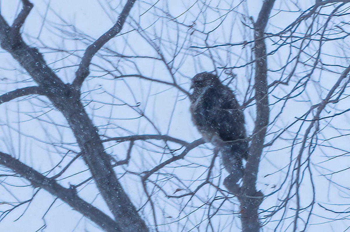 fjellvåk - ML650278085