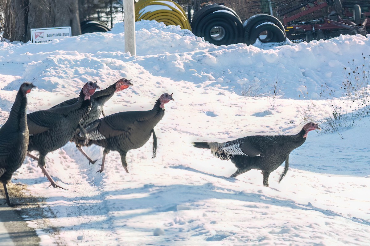 kalkun - ML650278127