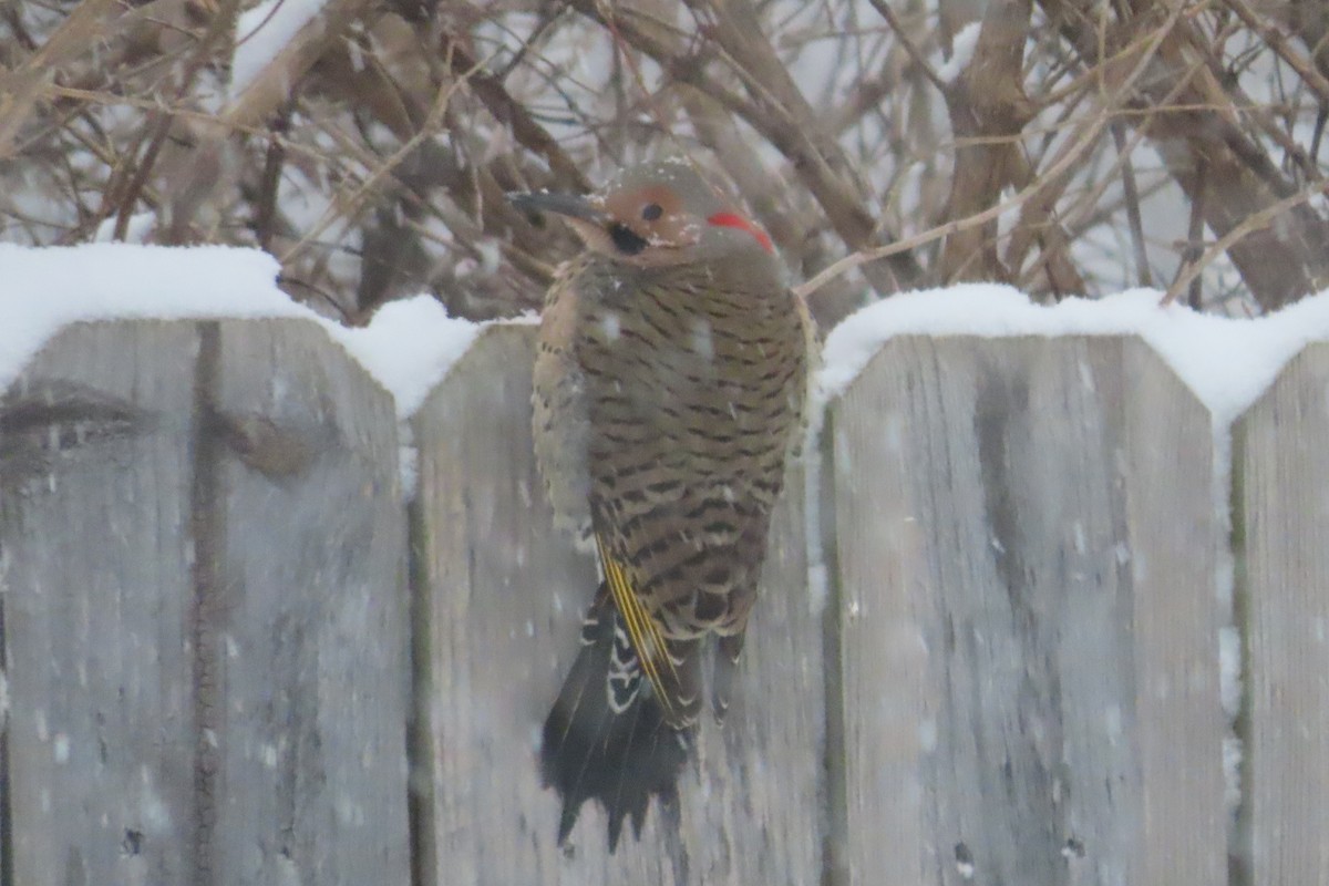 Northern Flicker (Yellow-shafted) - ML650278166