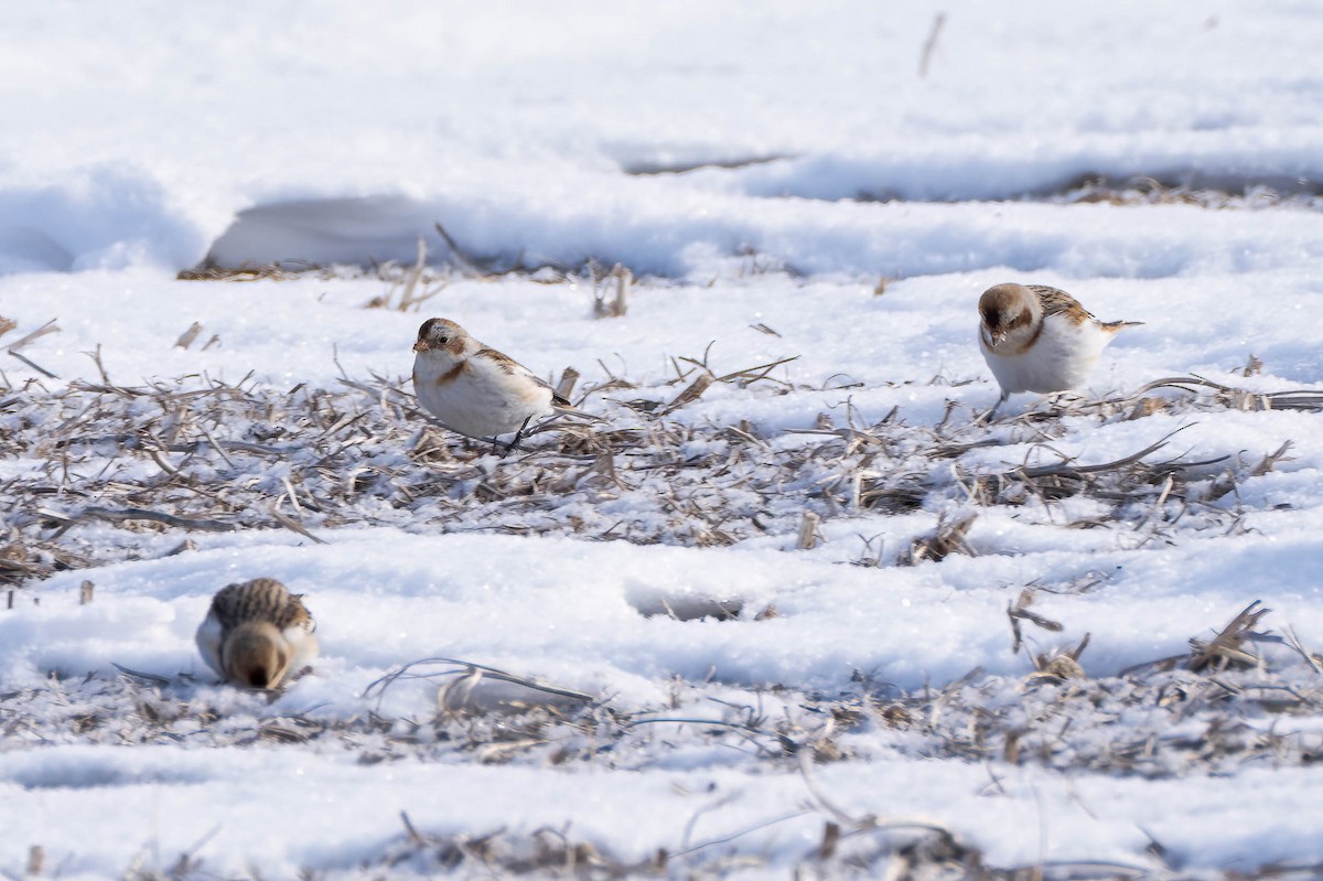 snøspurv - ML650278170