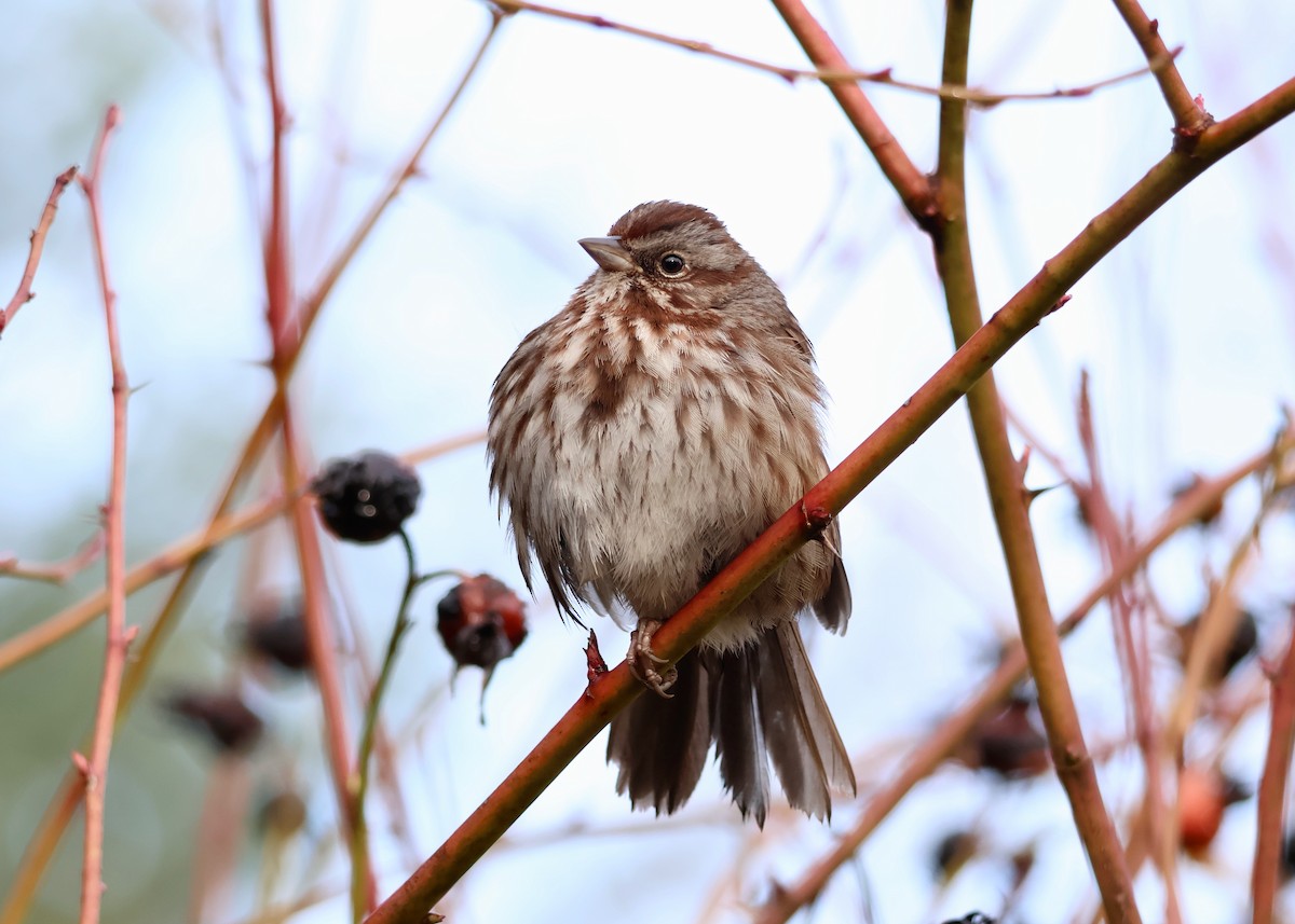 Song Sparrow - ML650278202