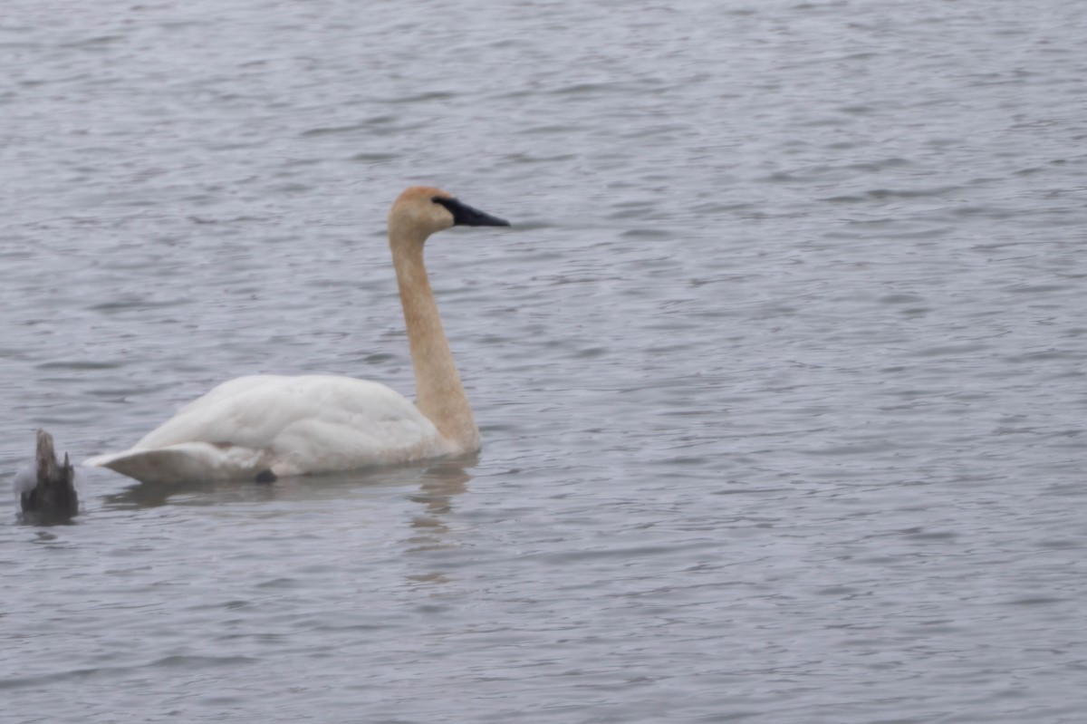 trompetsvane - ML650278210