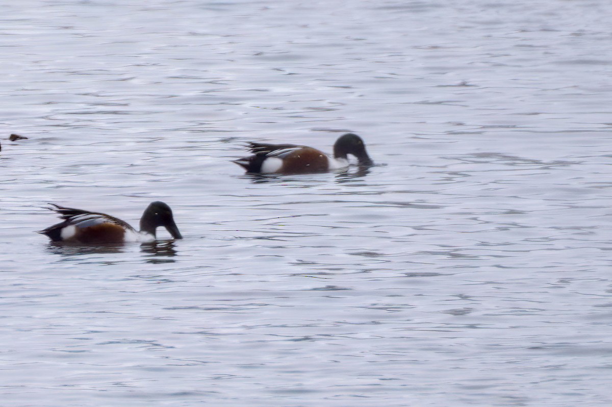 skjeand - ML650278222