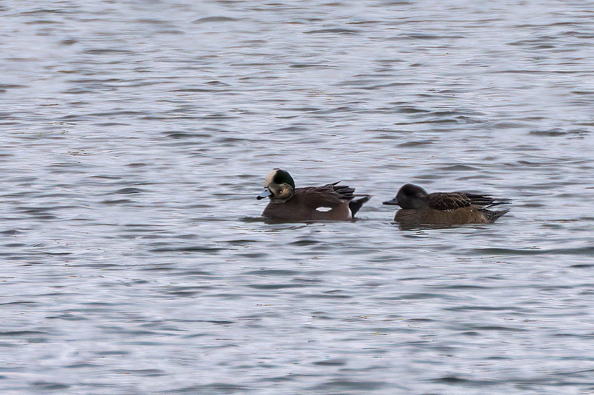 amerikablesand - ML650278232