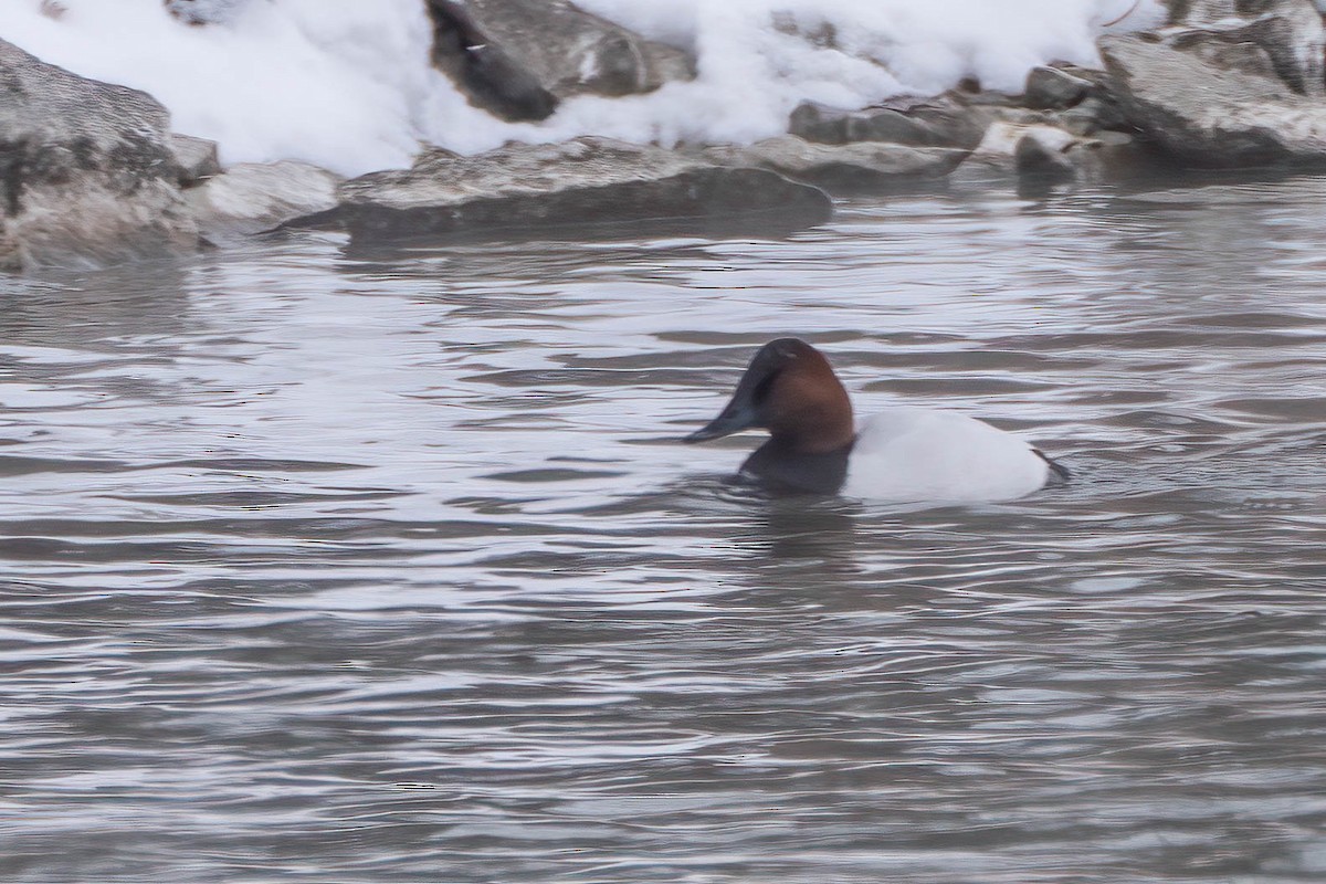 kanvasand - ML650278240