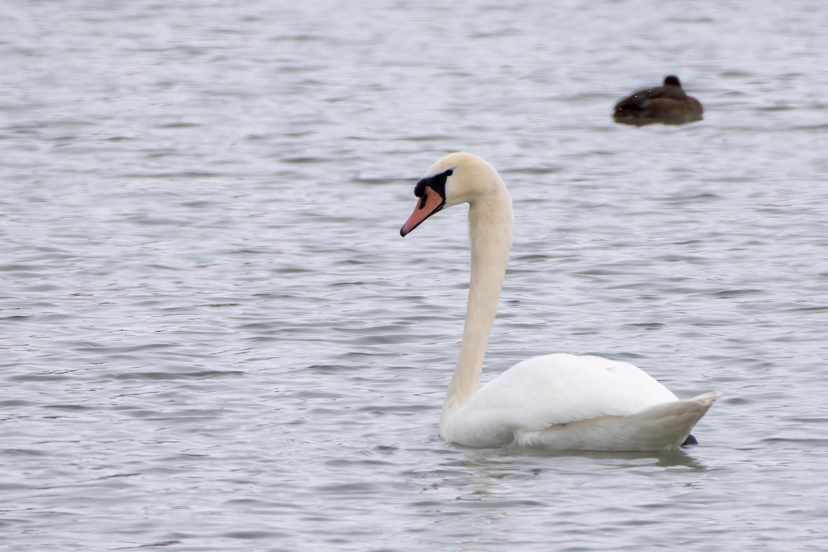 knoppsvane - ML650278277