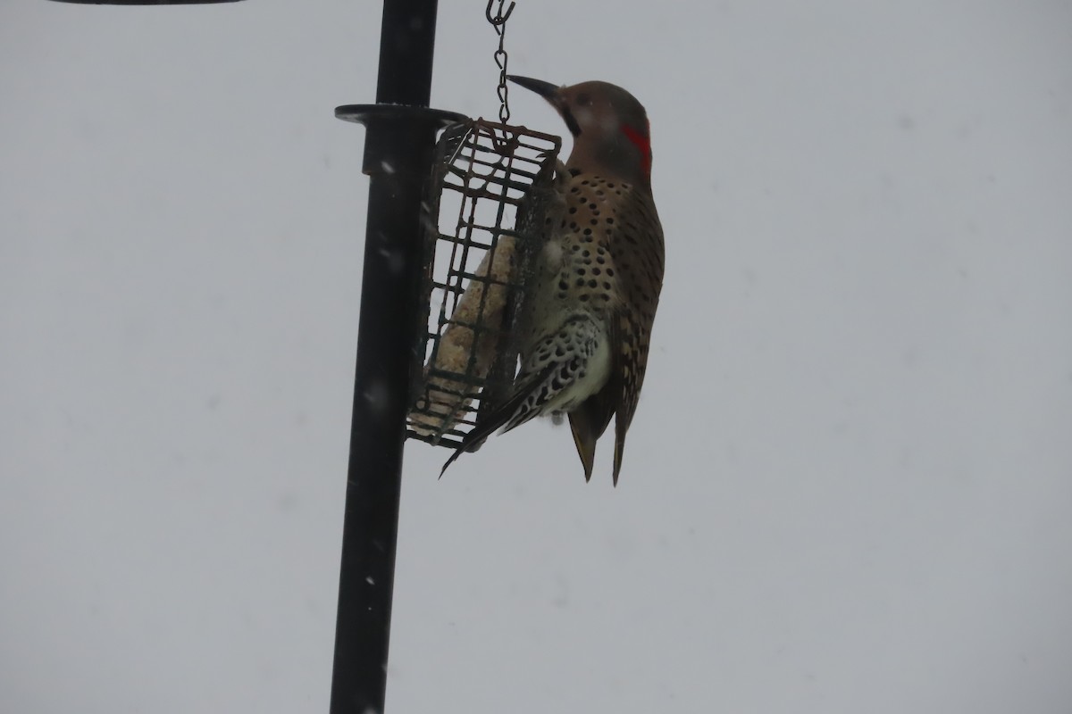 Northern Flicker (Yellow-shafted) - ML650278362