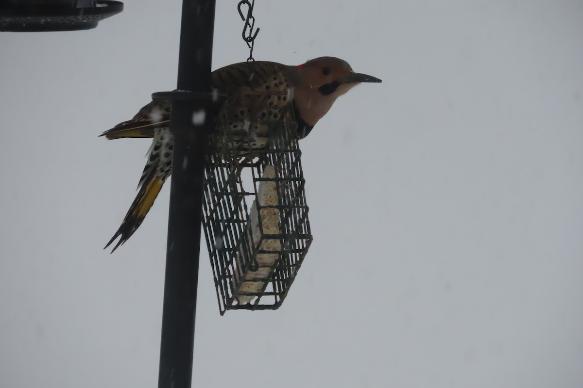 Northern Flicker (Yellow-shafted) - ML650278376