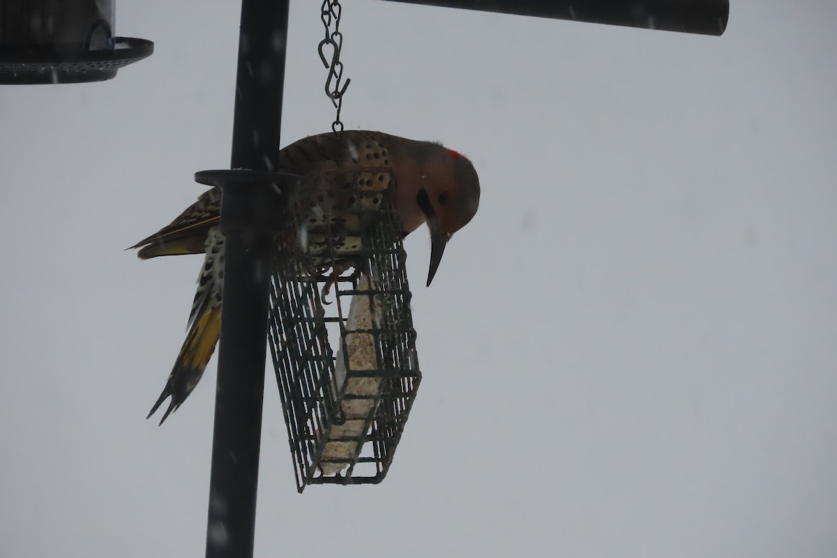 Northern Flicker (Yellow-shafted) - ML650278399