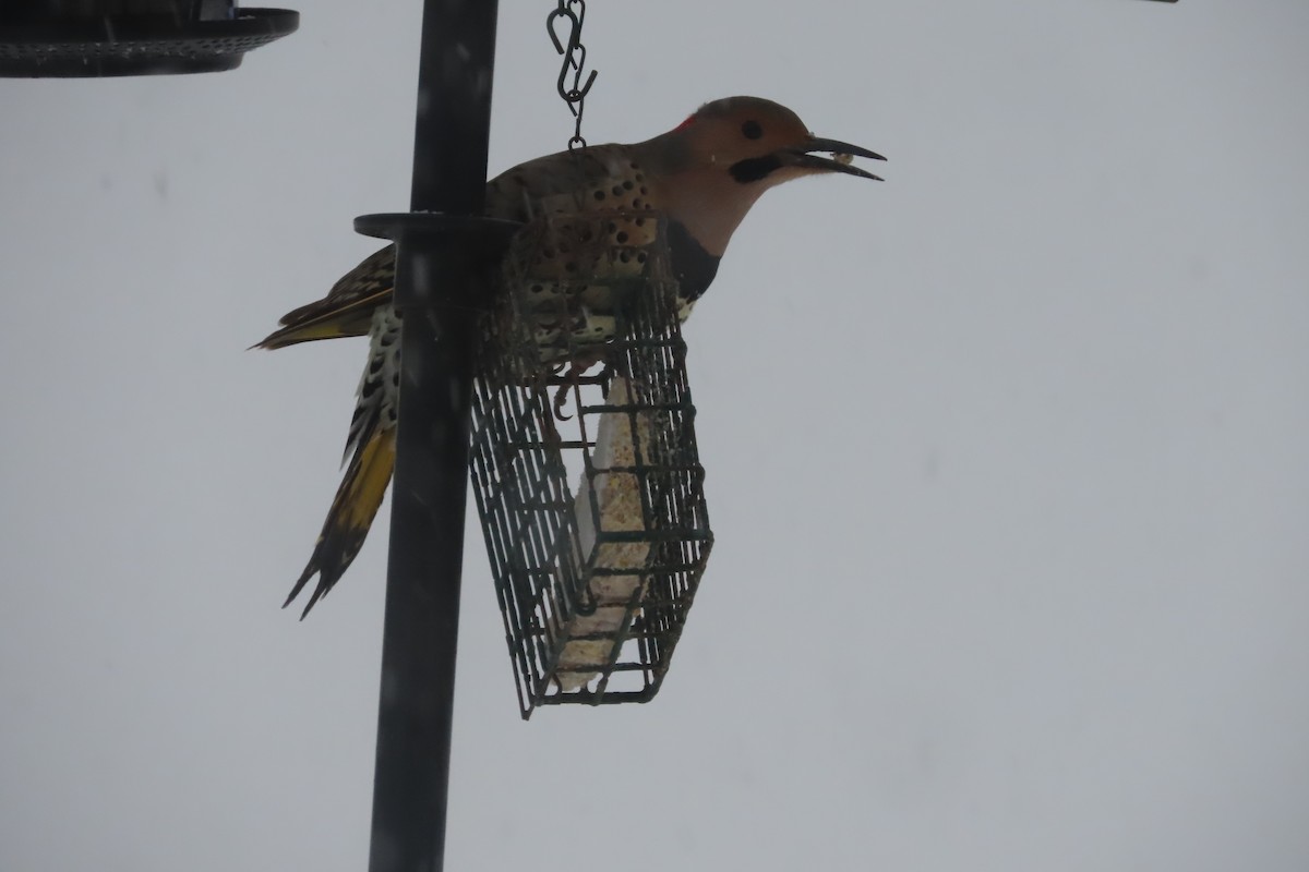 Northern Flicker (Yellow-shafted) - ML650278409