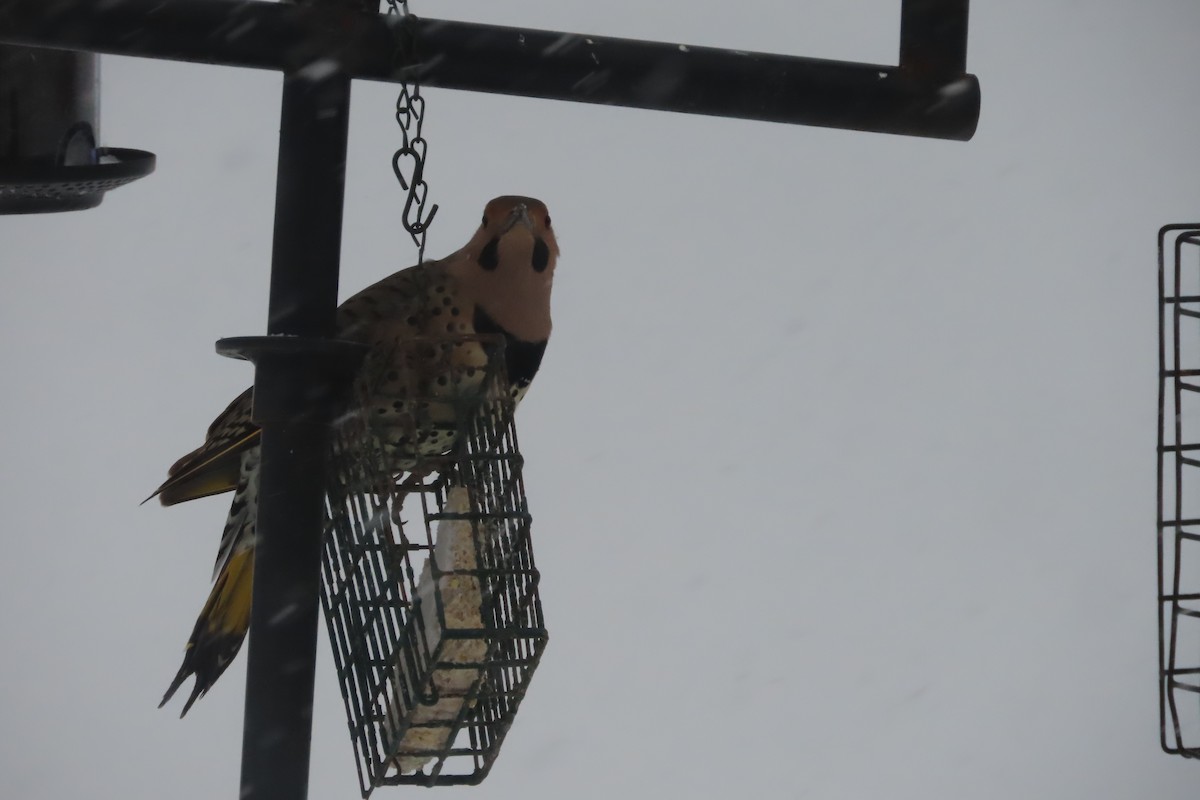 Northern Flicker (Yellow-shafted) - ML650278427