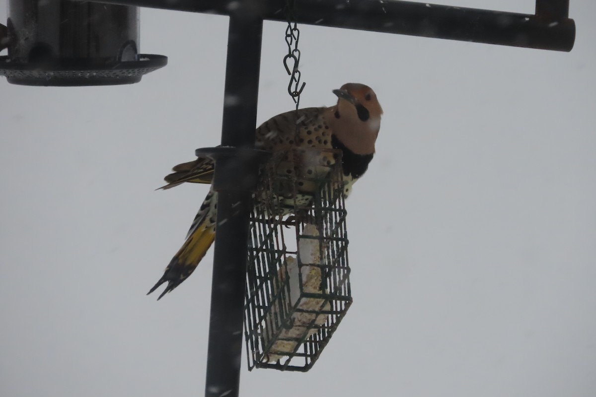 Northern Flicker (Yellow-shafted) - ML650278445