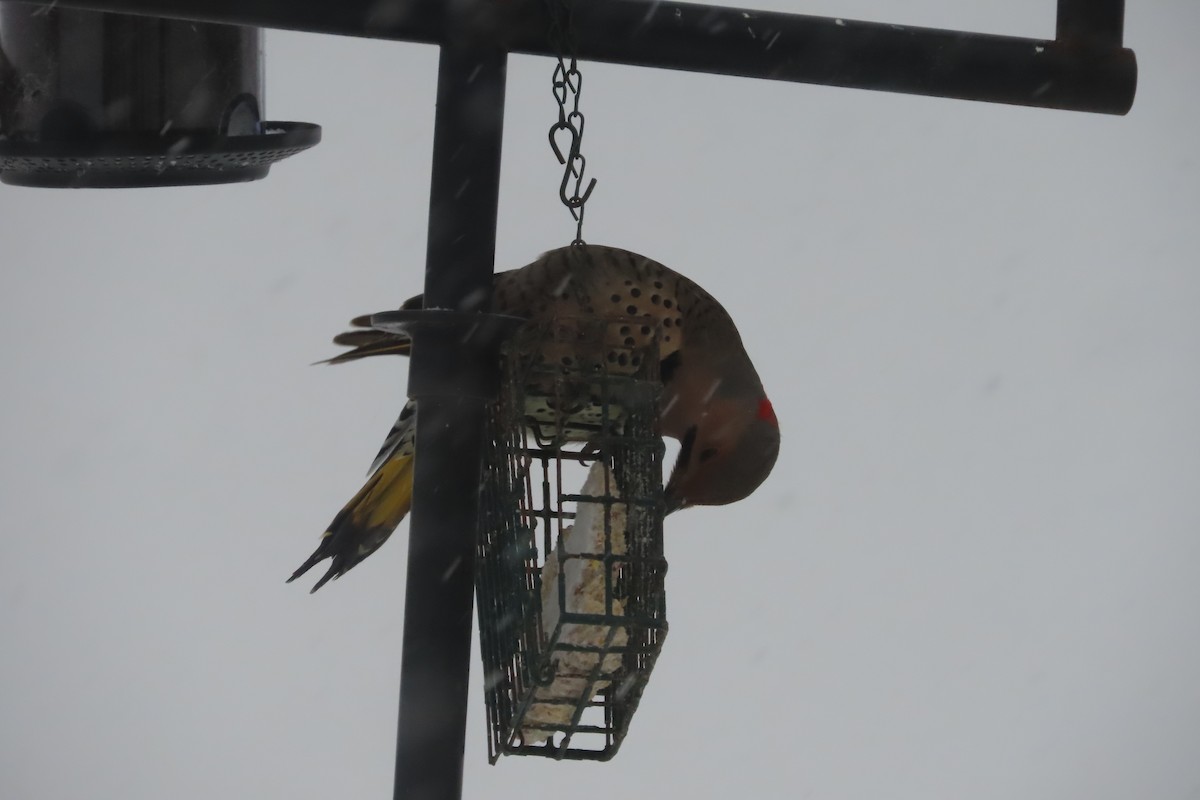 Northern Flicker (Yellow-shafted) - ML650278458