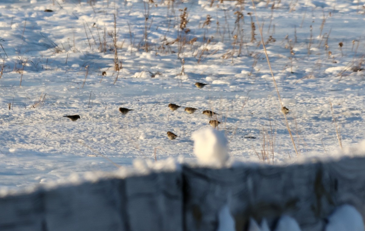 Yellow-rumped Warbler - ML650278608