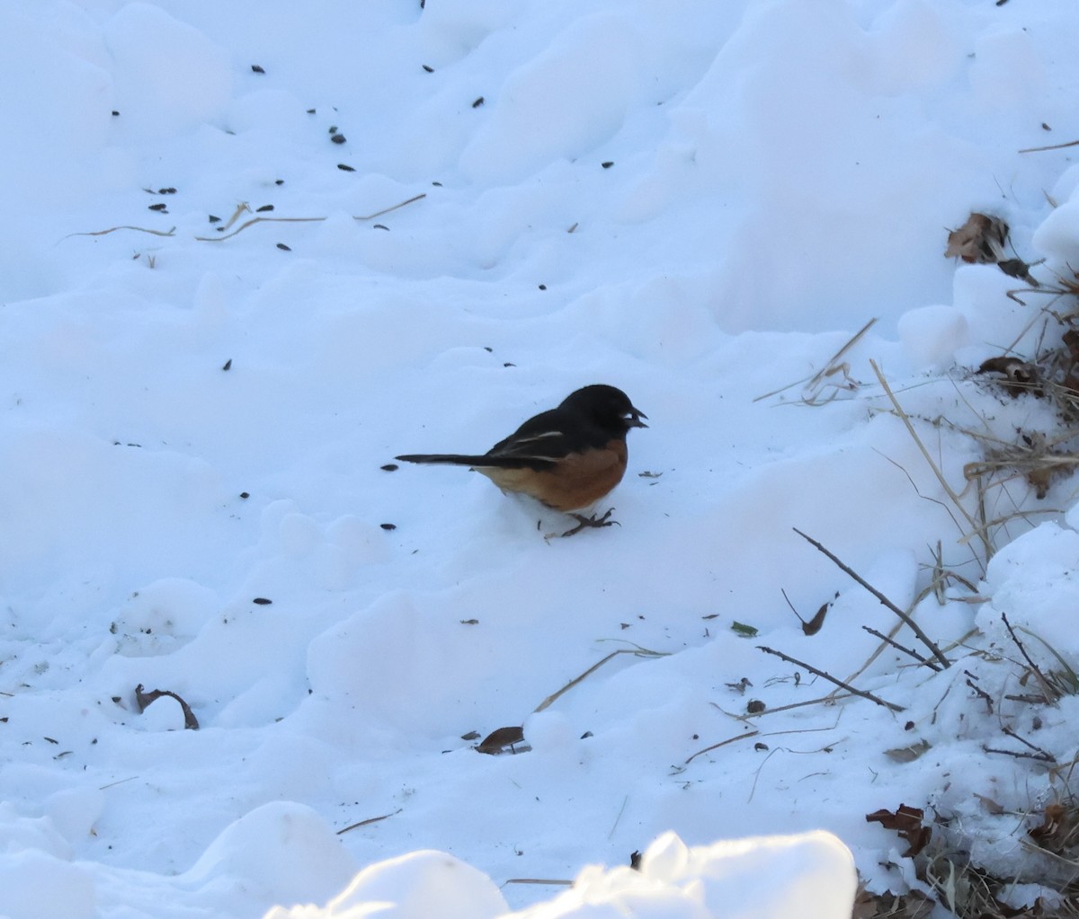 Eastern Towhee - ML650278612