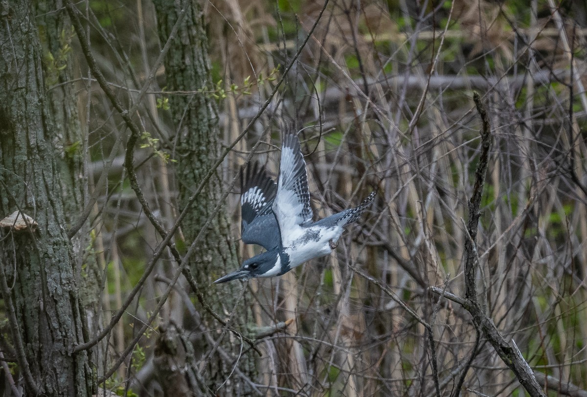Martín Gigante Norteamericano - ML650280004