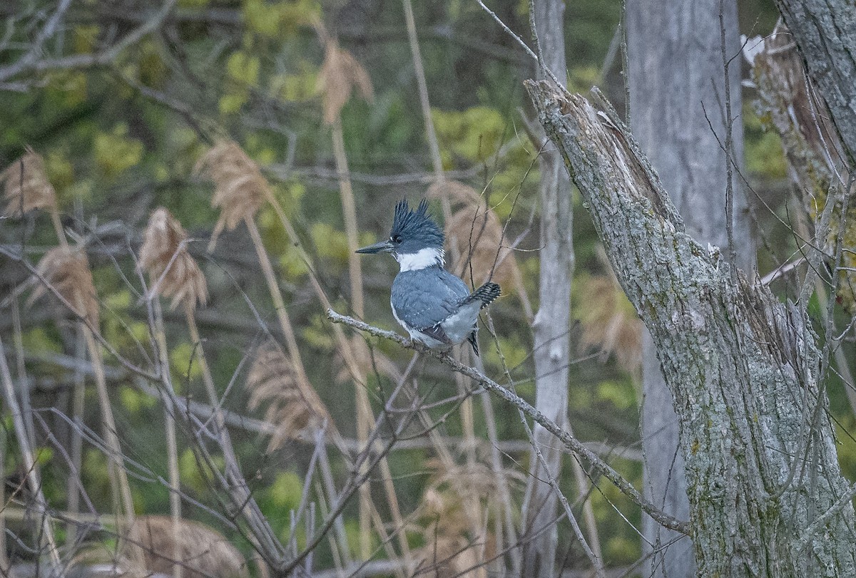 Martín Gigante Norteamericano - ML650280005