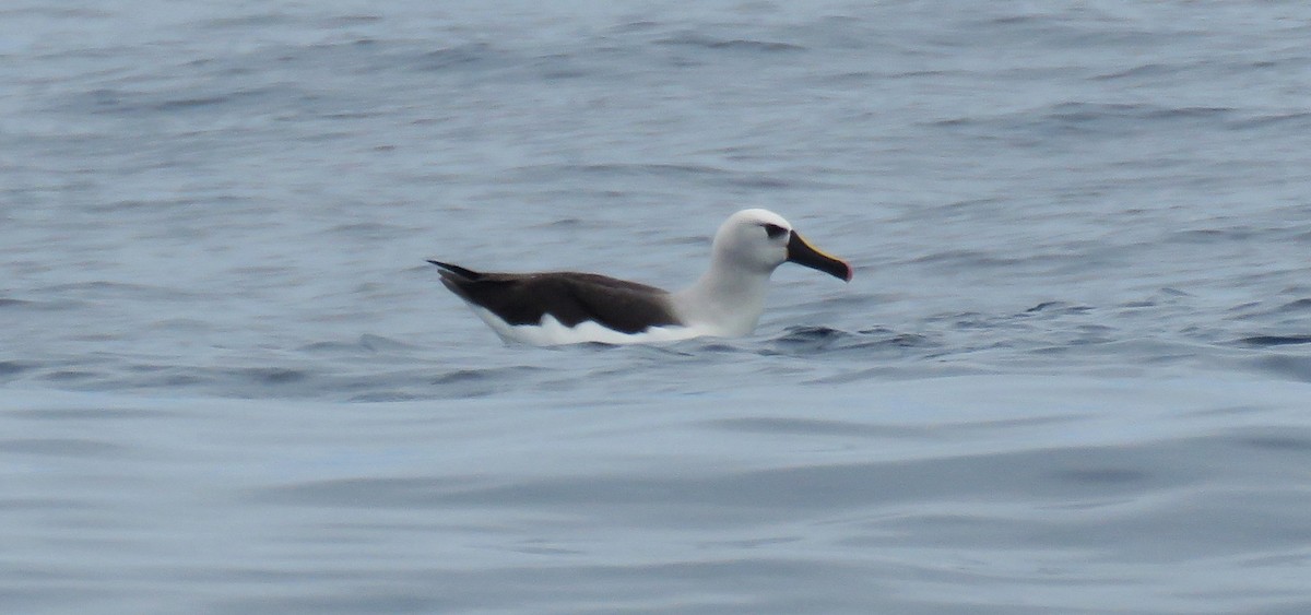 Albatros Picofino Atlántico - ML650280554