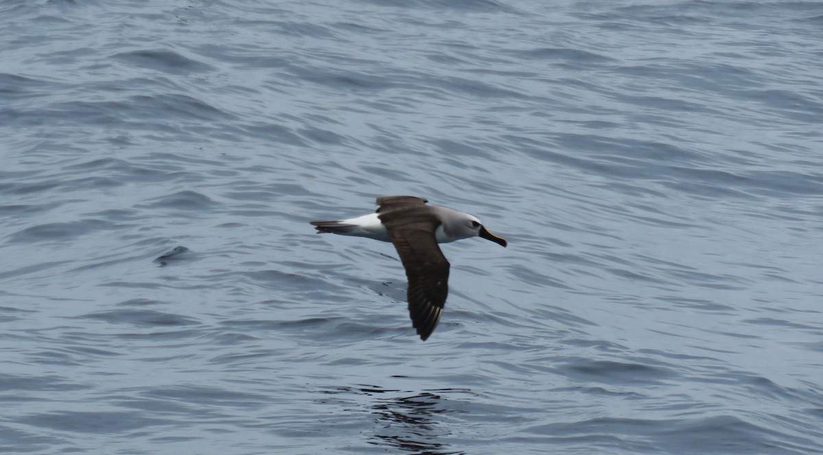 Albatros Picofino Atlántico - ML650281463