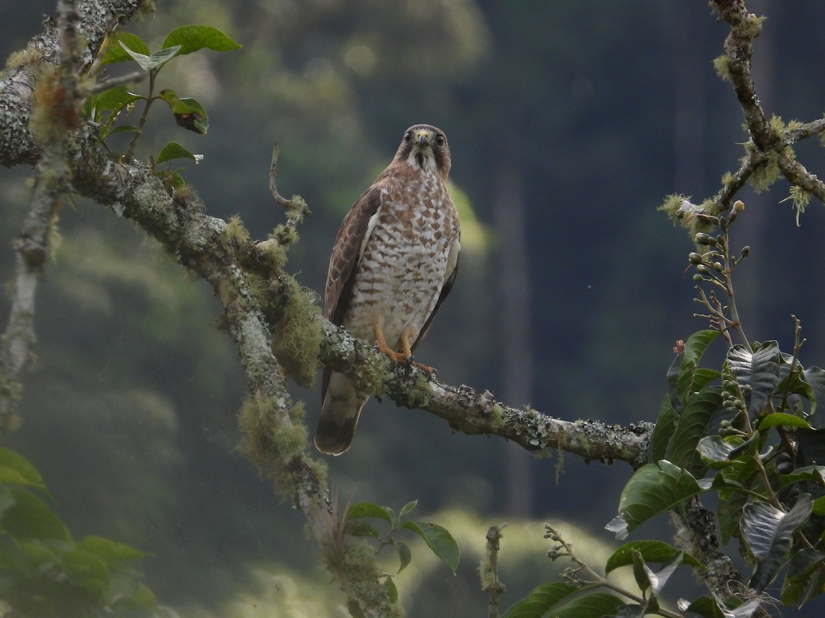 Busardo Aliancho - ML650281465