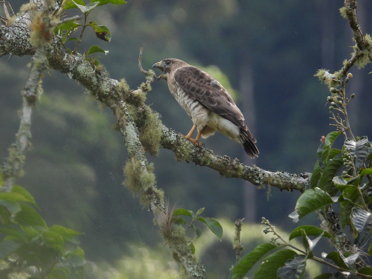 Busardo Aliancho - ML650281466