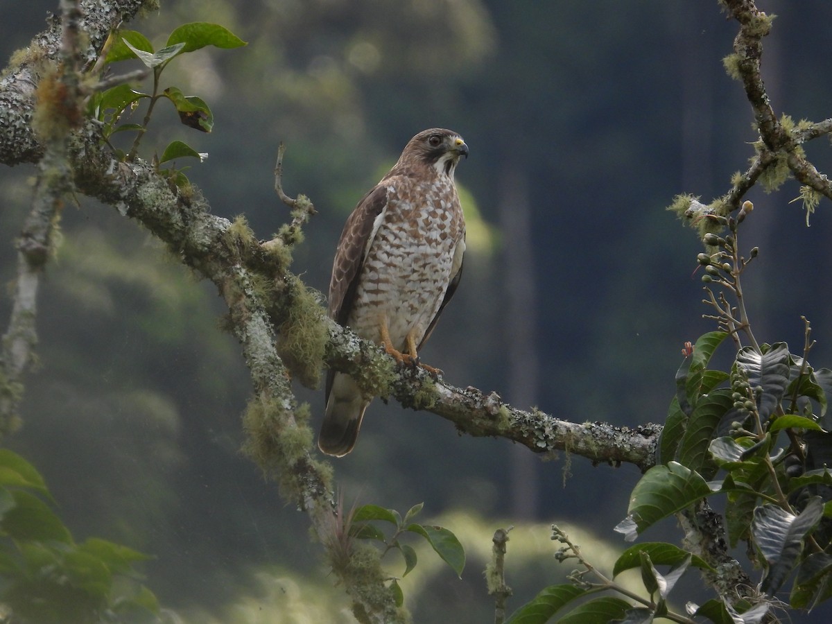 Busardo Aliancho - ML650281468