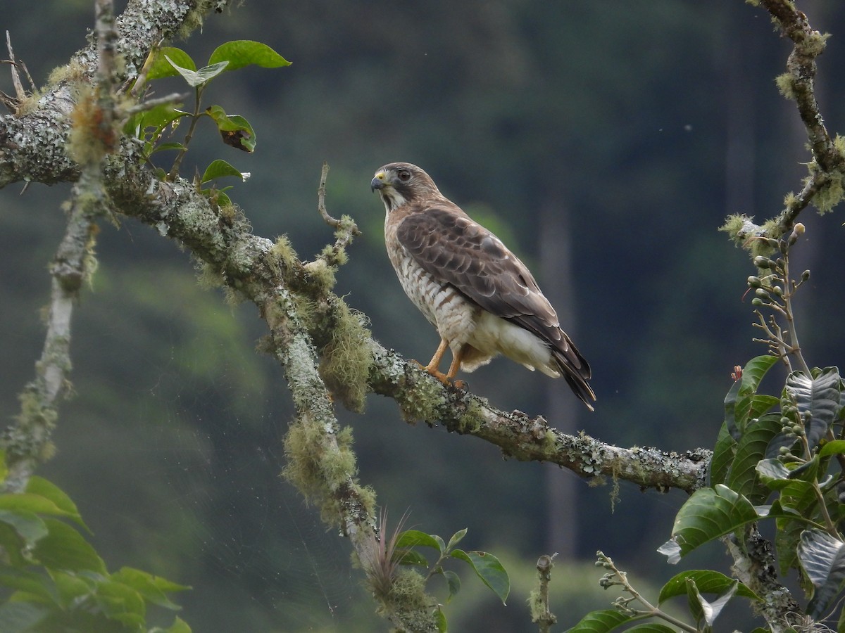 Busardo Aliancho - ML650281469