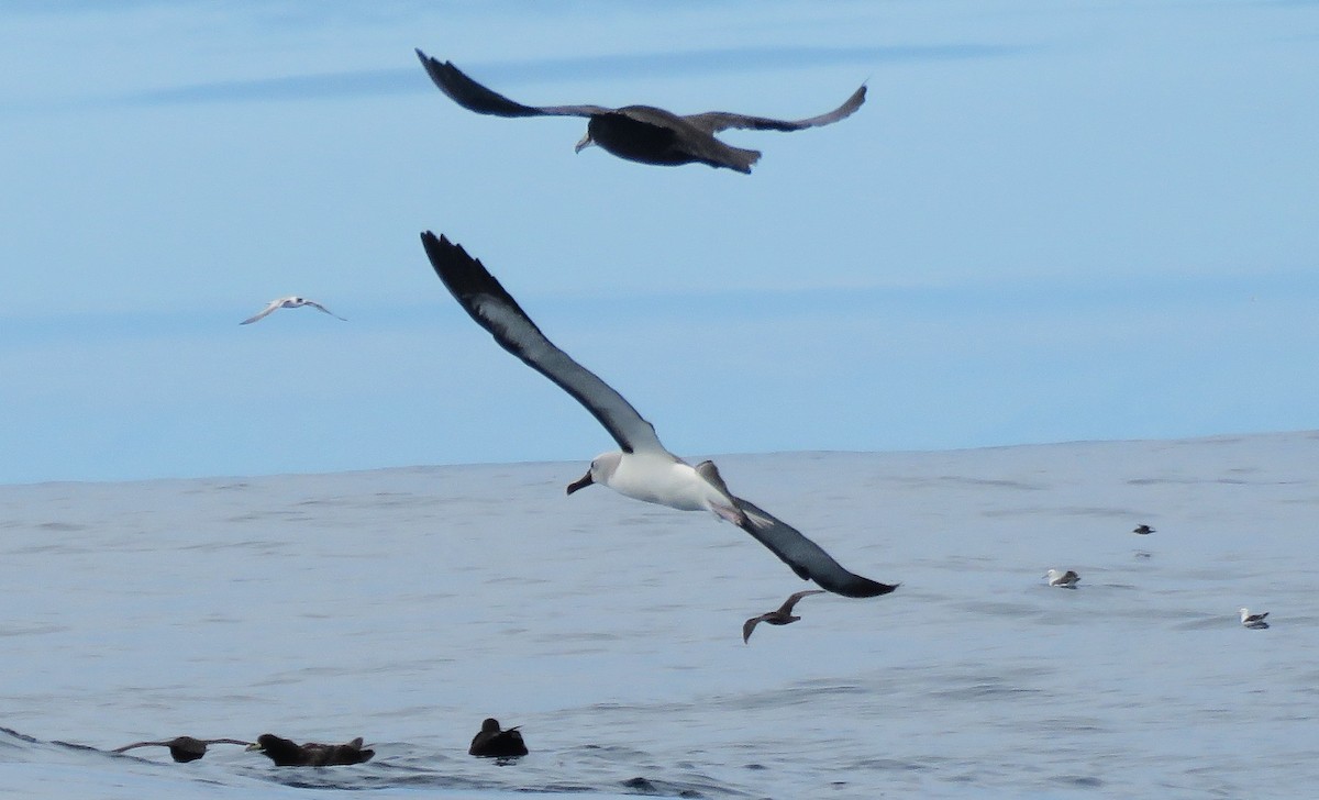 Albatros Picofino Atlántico - ML650281598