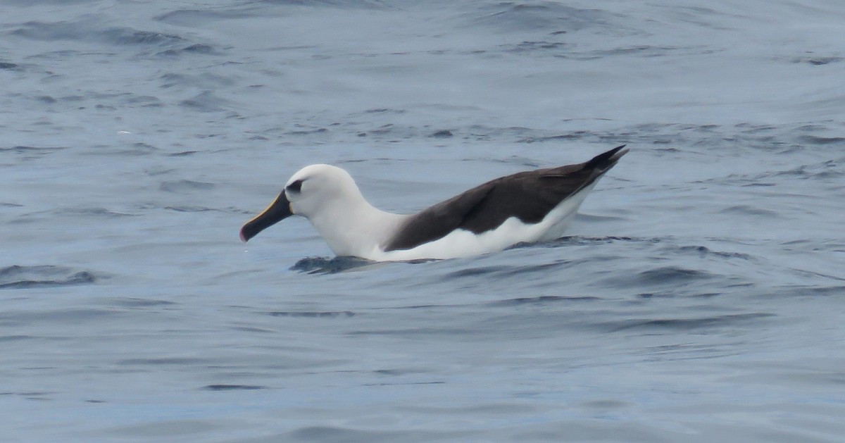 Albatros Picofino Atlántico - ML650281672