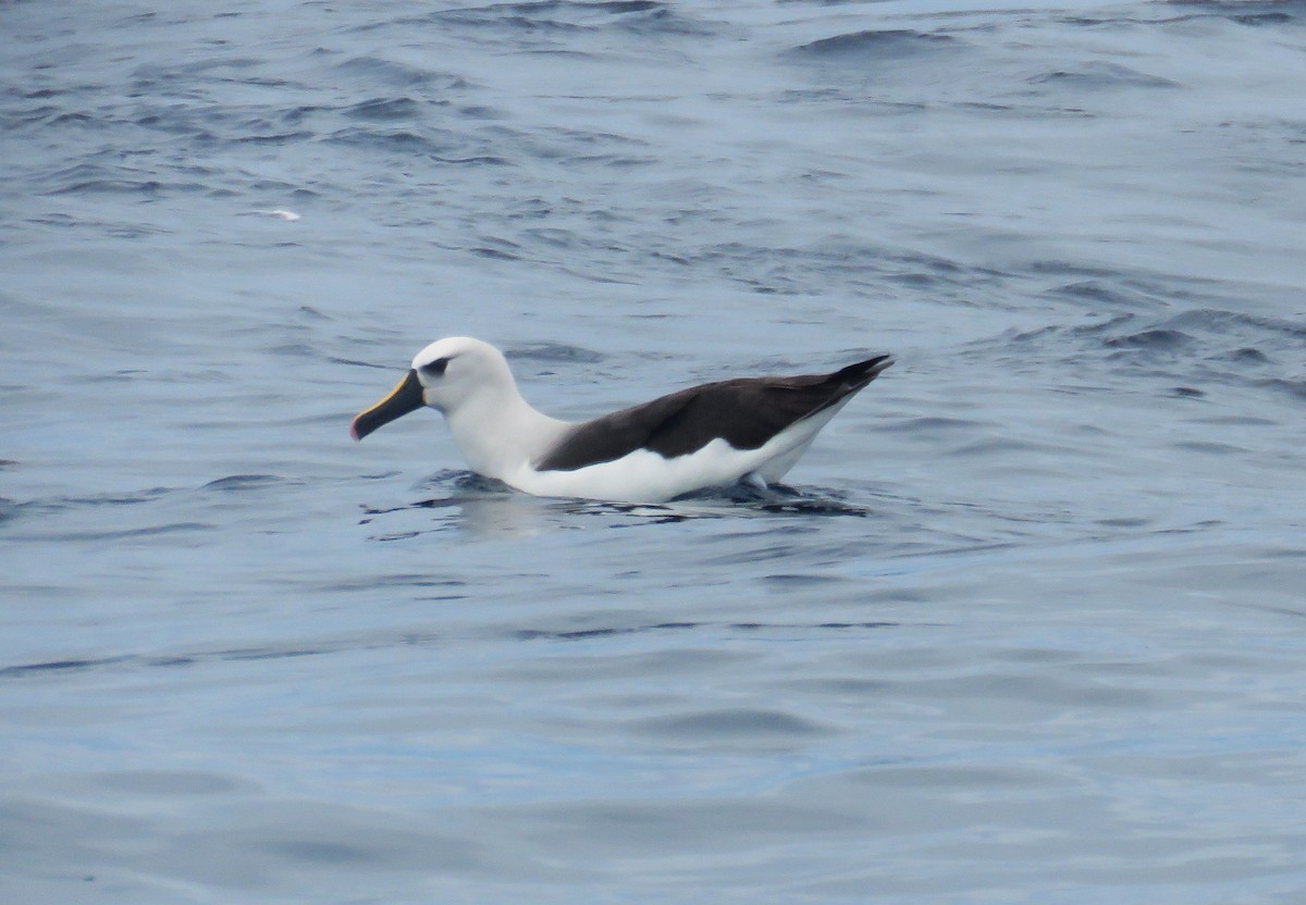 Albatros Picofino Atlántico - ML650281690