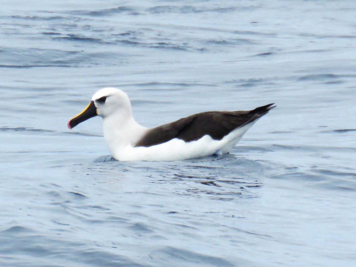 Albatros Picofino Atlántico - ML650281804