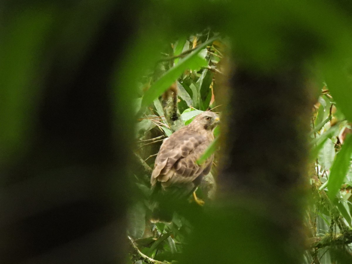 Busardo Aliancho - ML650281902