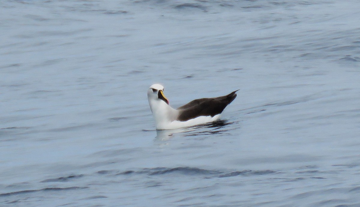 Albatros Picofino Atlántico - ML650282180