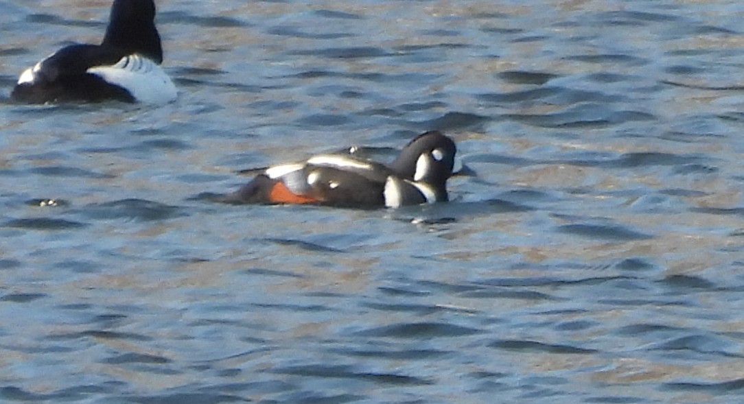 eBird Checklist - 4 Feb 2026 - Donald W. Barnes Boat Launch - 1 species