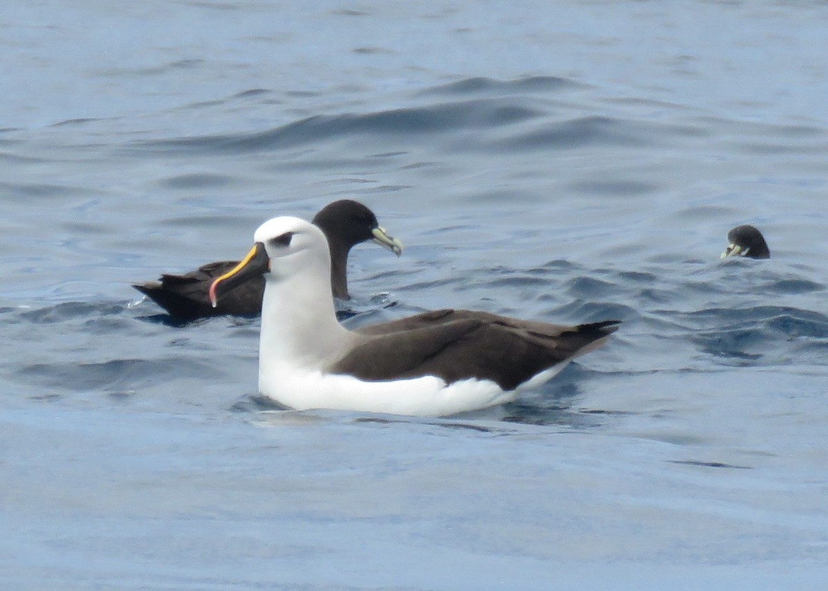 Albatros Picofino Atlántico - ML650283143