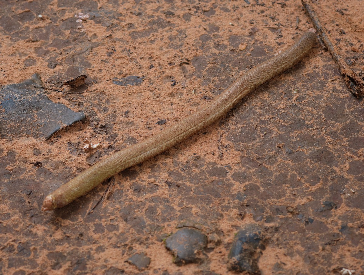 Hayvanlar - ML650283470