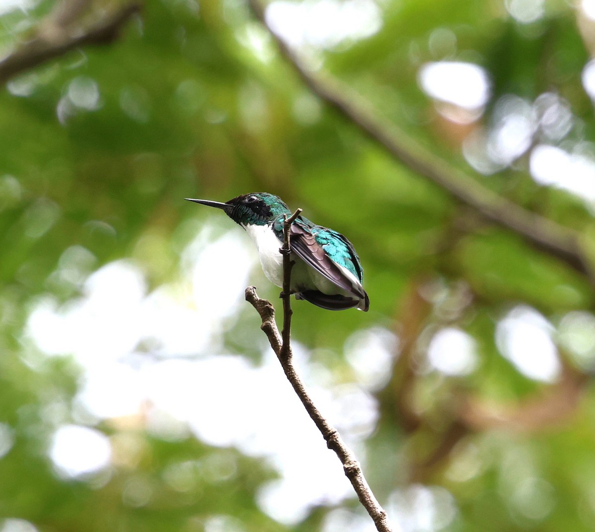 Kara Kulaklı Ormanperisi - ML650283488