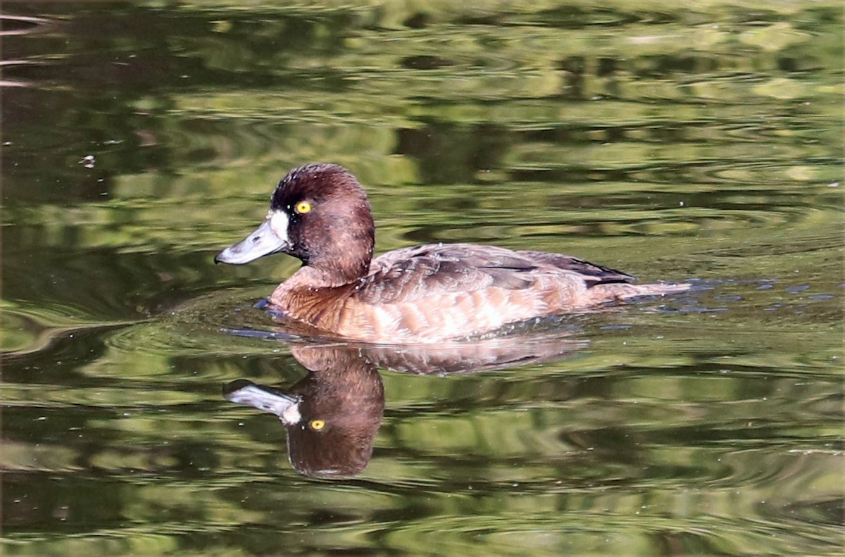 Greater Scaup - ML650283494