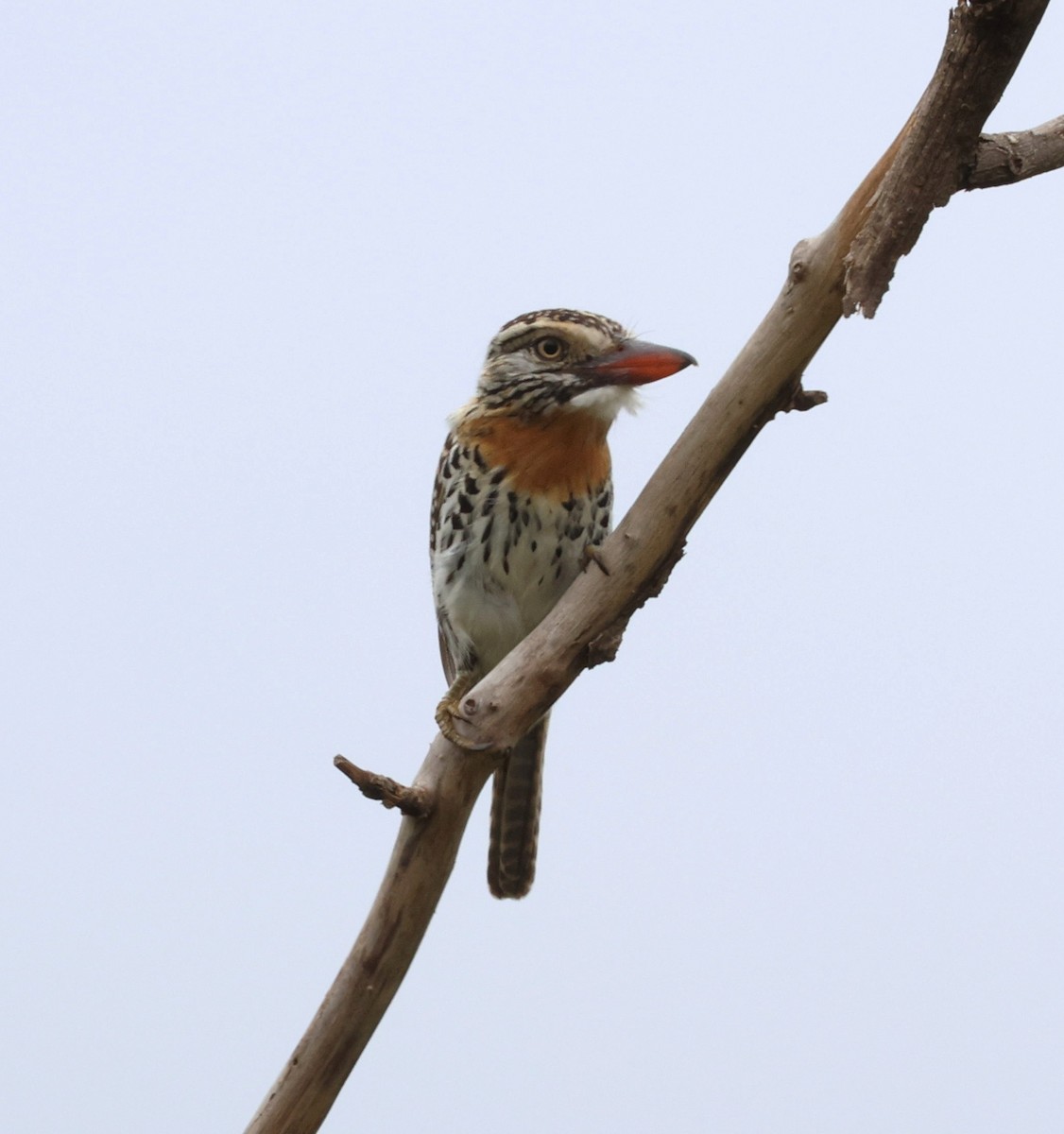 Kaatinga Pufkuşu - ML650283501