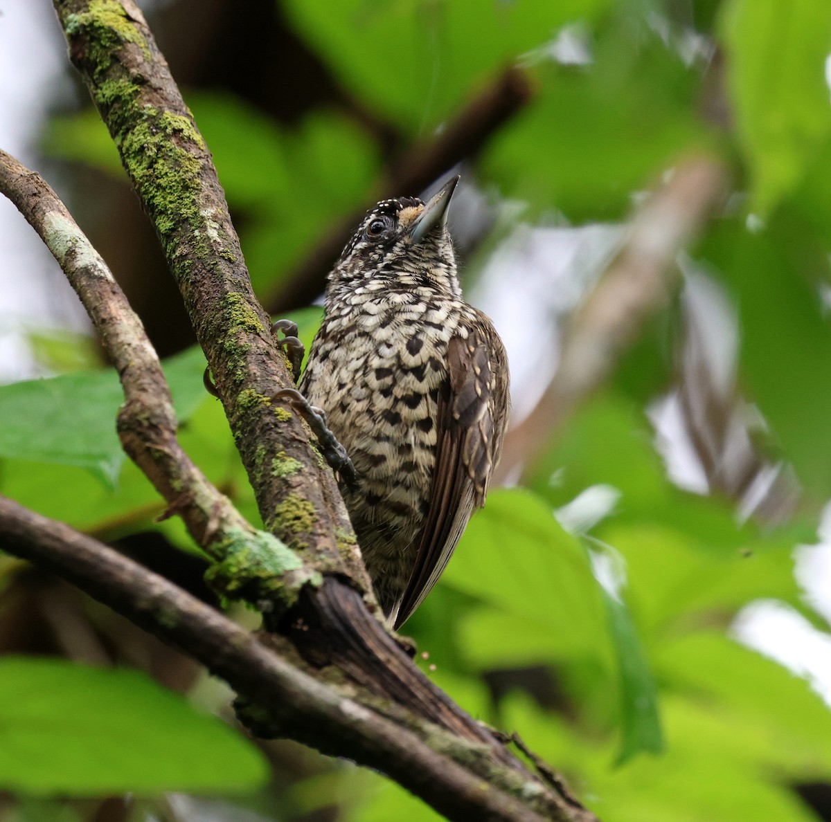 Ak Benekli Kakancık - ML650283524