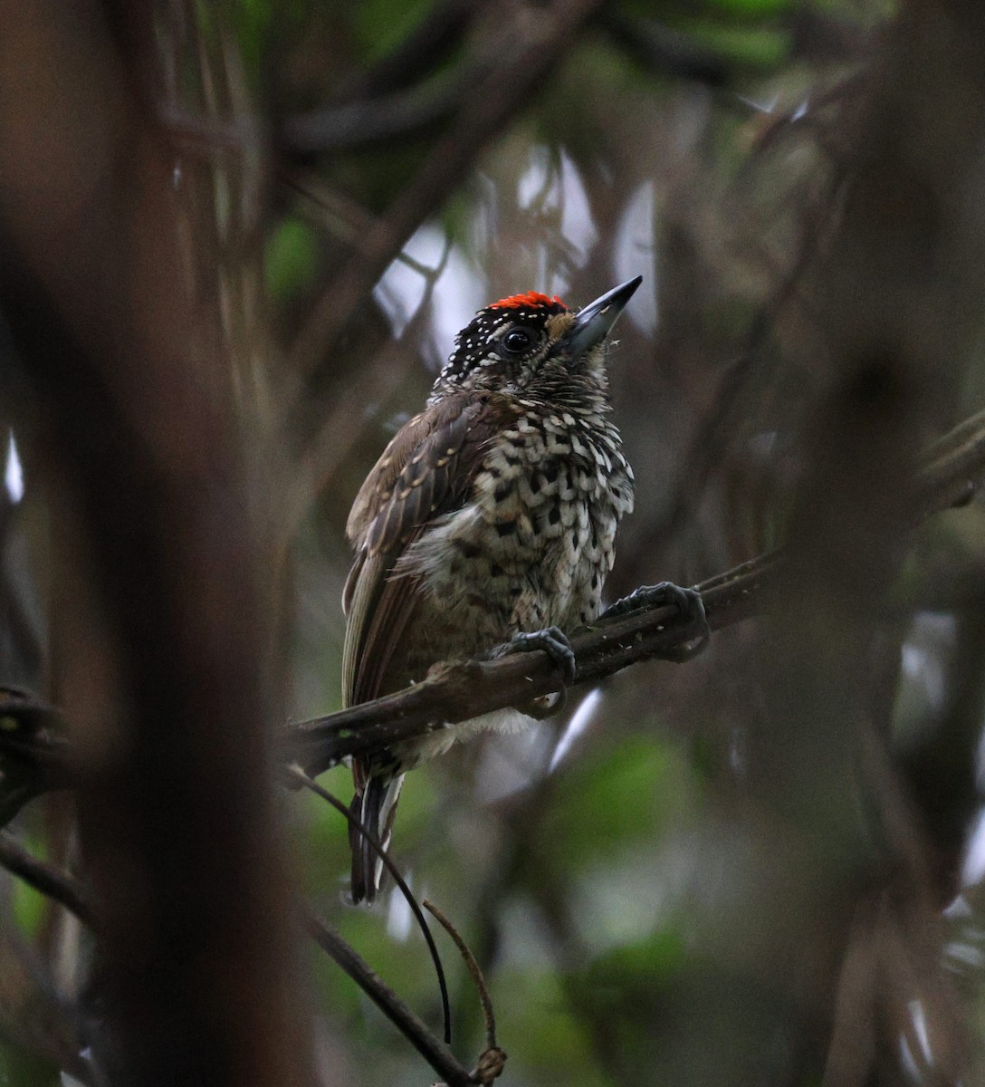 Ak Benekli Kakancık - ML650283526