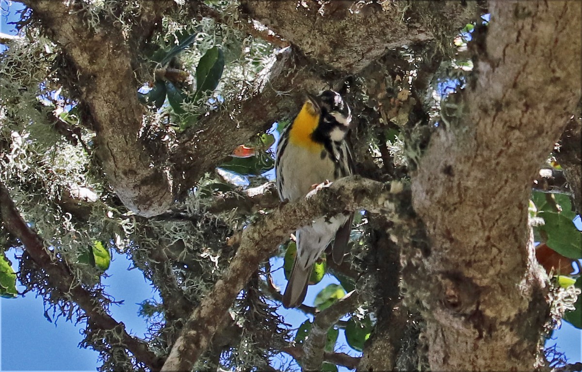 Yellow-throated Warbler - ML650283555