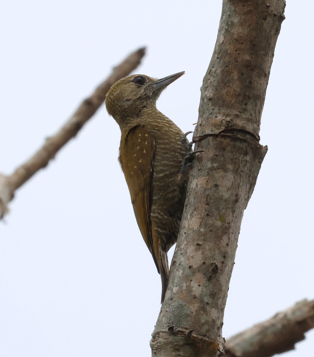 Yazılı Küçük Ağaçkakan - ML650283586