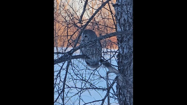 Barred Owl - ML650283604