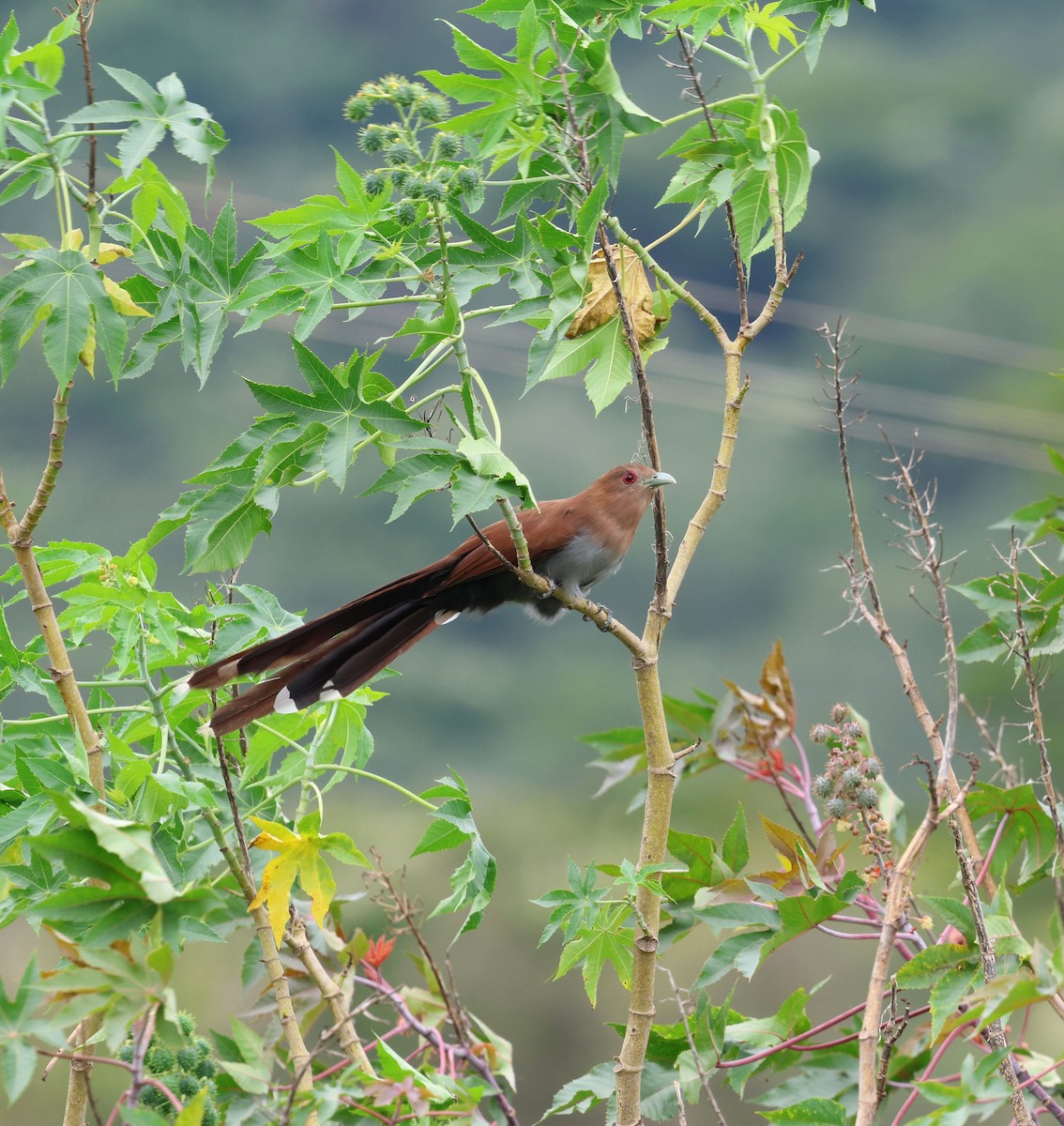 Sincap Guguğu - ML650283608