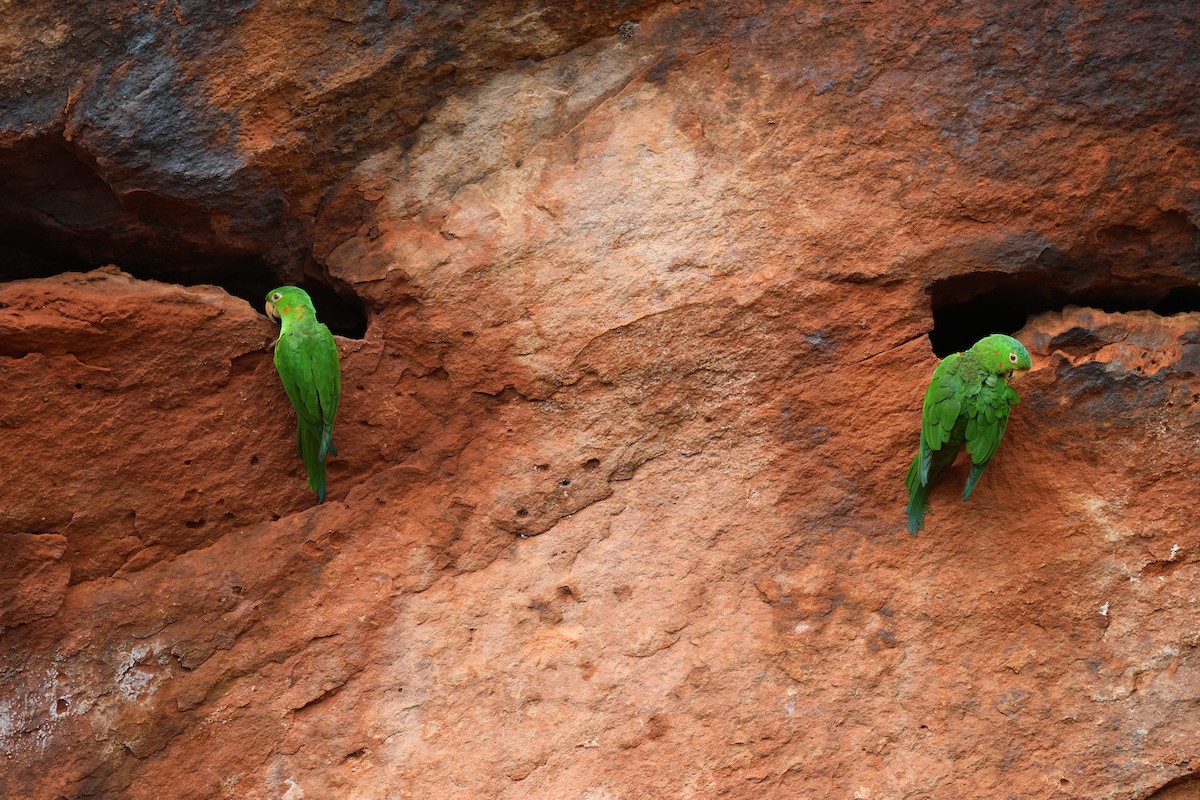 Ak Gözlü Papağan - ML650283637