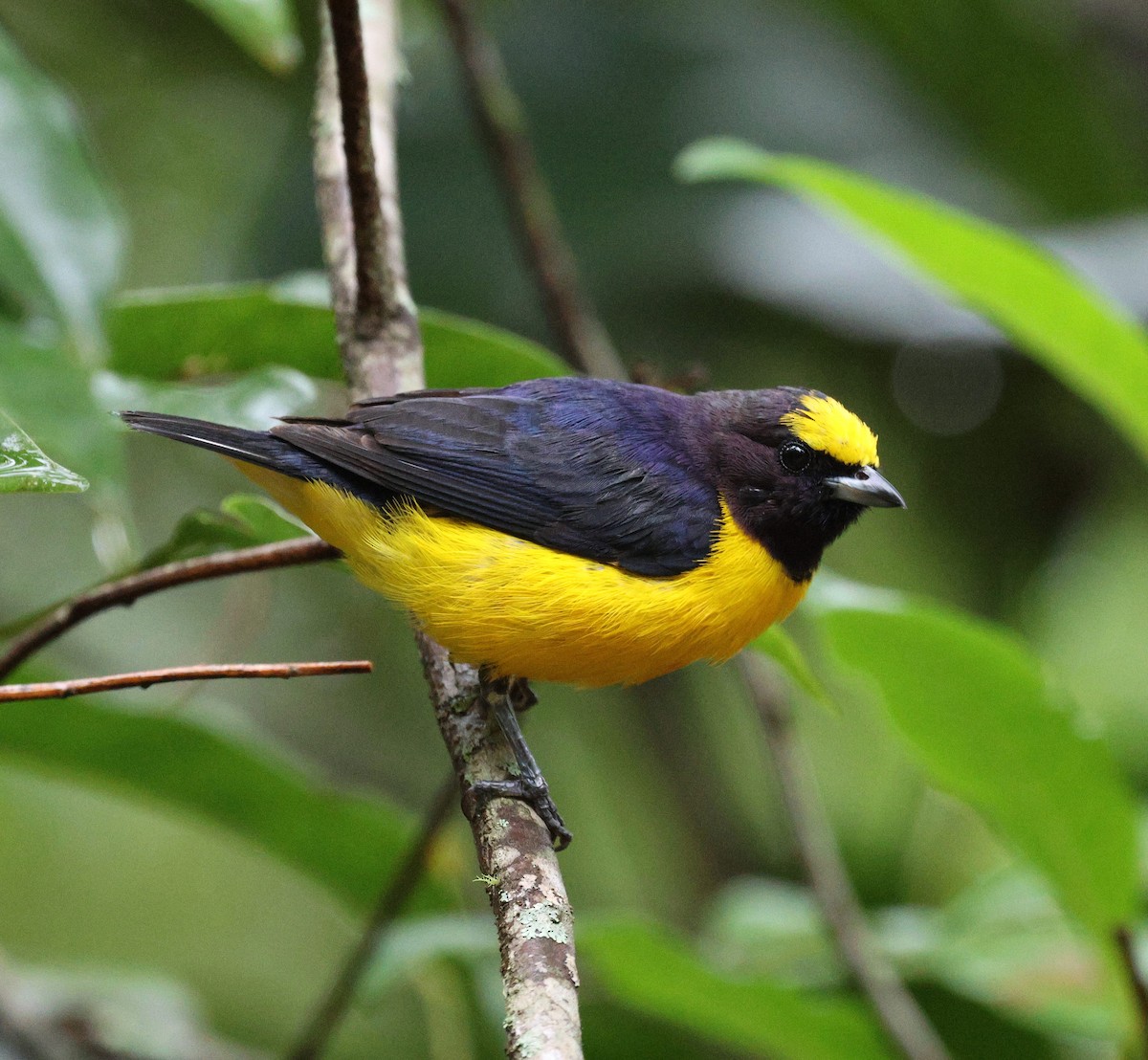 Mürdüm Kafalı Öfonya - ML650283700