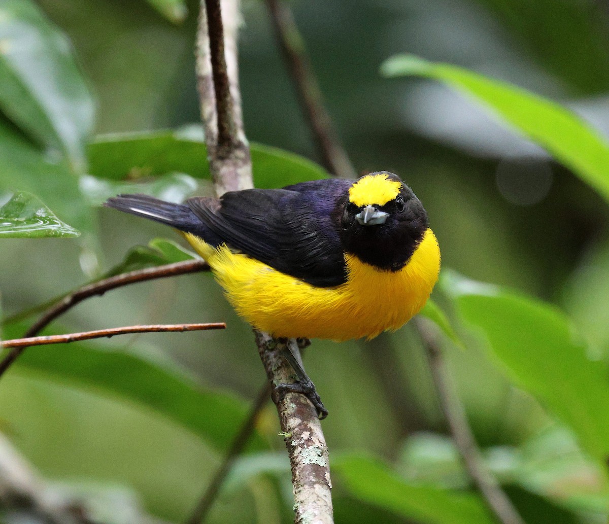 Mürdüm Kafalı Öfonya - ML650283701