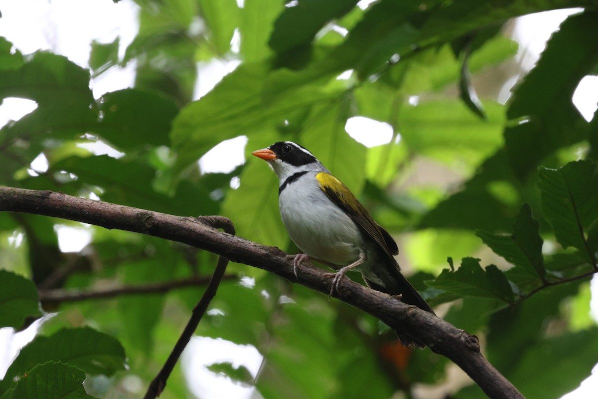 Saffron-billed Sparrow - ML650283714